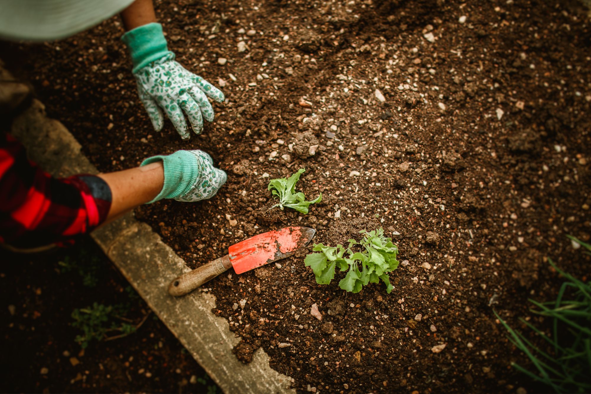 Gloved hands planting seedlings in the soil with a trowel