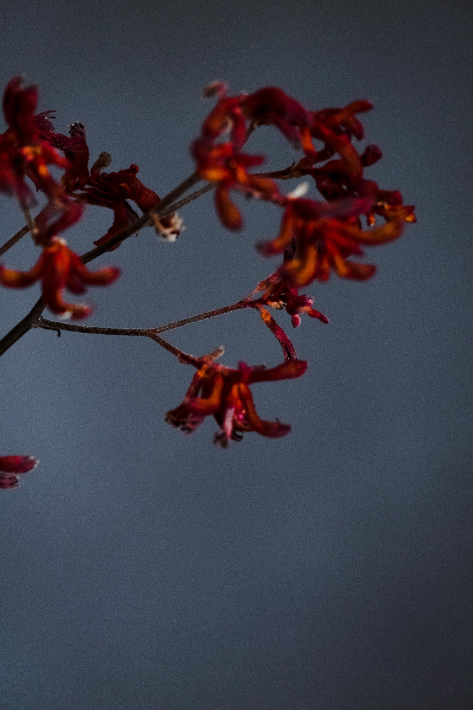 Red kangaroo paw flowers, an Australian native plant, in close-up